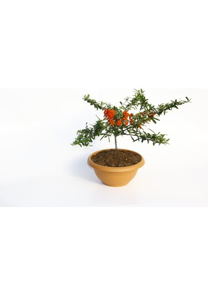 Bonsai Ateş Dikeni