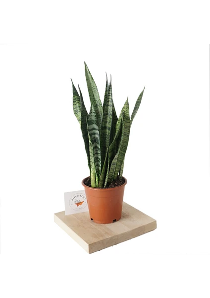 Heryer Bitki Sansevieria 'Zeylanica' (Paşa Kılıcı) - Ev Bitkisi - Ofis Bitkisi - Havayı Temizleyen Bitki