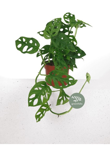 Monstera Monkey Mask