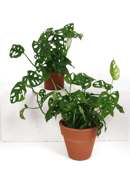 Monstera Monkey Mask fiyatları