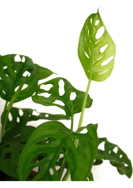 Monstera Monkey Mask modelleri