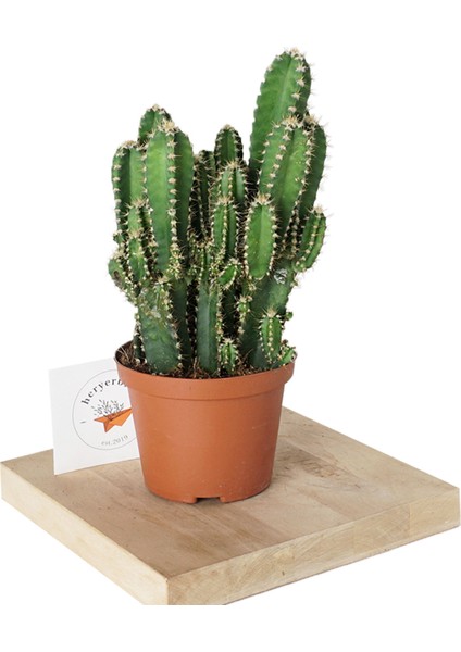 Heryer Bitki Radyasyon Savar Kaktüs - Cereus Kaktüs - Ev Bitkisi - Ofis Bitkisi