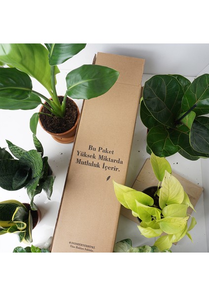 Heryer Bitki Radyasyon Savar Kaktüs - Cereus Kaktüs - Ev Bitkisi - Ofis Bitkisi fiyatları