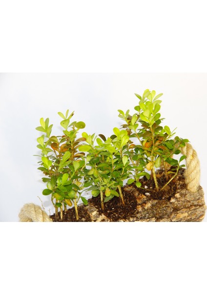 Ofis Bitkisi Buxus Şimşir 2 Adet - Trio Set
