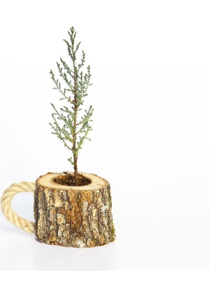 Ahşap Saksıda Çam Fidanı - Hediyelik