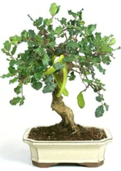 Murat Tohum Bodur Bonsai Keçiboynuzu Ağacı Tohumu 5'li Tohum