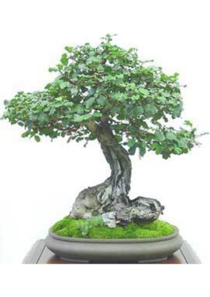 Murat Tohum Bodur Bonsai Keçiboynuzu Ağacı Tohumu 5'li Tohum