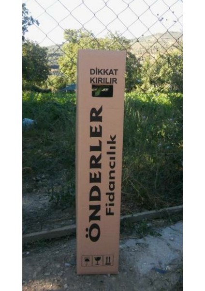 4 Yaşında Kızılcık Fidanı Saksıda 2 Metre Boyunda Aşılı fiyatları