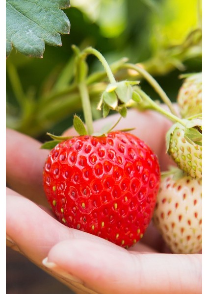 10 Adet Albion Çilek Fidanı Açık Kök ve Taze Söküm