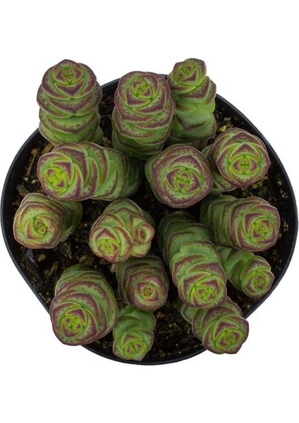 Crassula Baby’S Necklace Sukulent