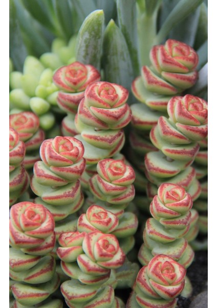 Crassula Baby’S Necklace Sukulent fiyatları