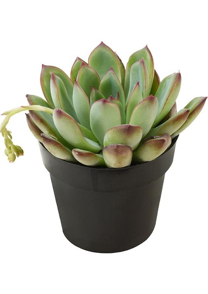 Echeveria Pulidonis