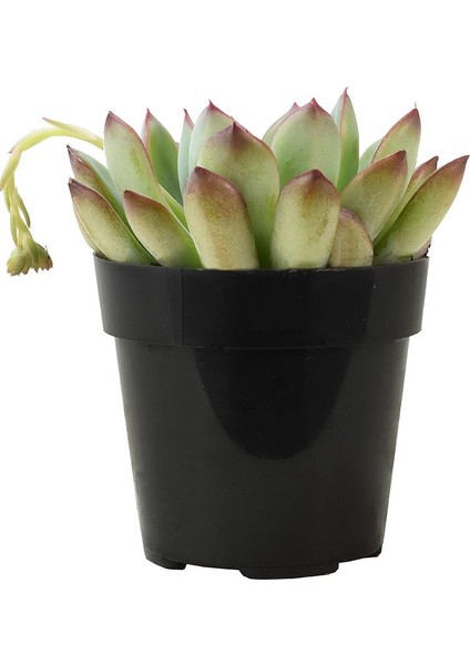 Echeveria Pulidonis