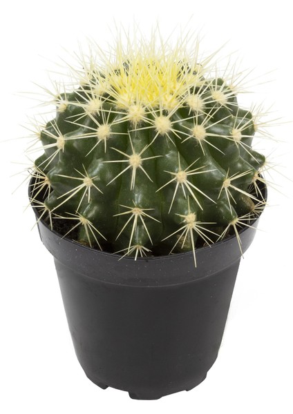 Echinocactus Grusonii Golden Barrel Kaktüs