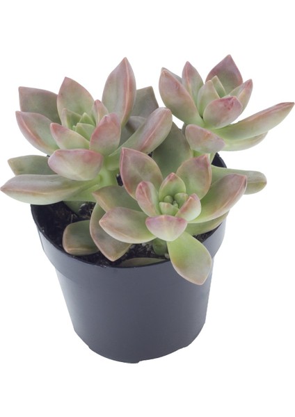 Graptosedum Calıfornıa Sunset Sukulent