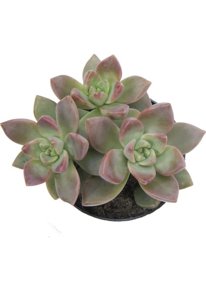 Graptosedum Calıfornıa Sunset Sukulent