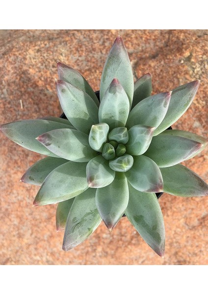 Pachyveria Glauca Little Jewel Sukulent