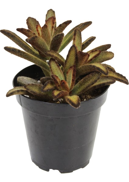 Kalanchoe Tomentosa Cinnamon Sukulent