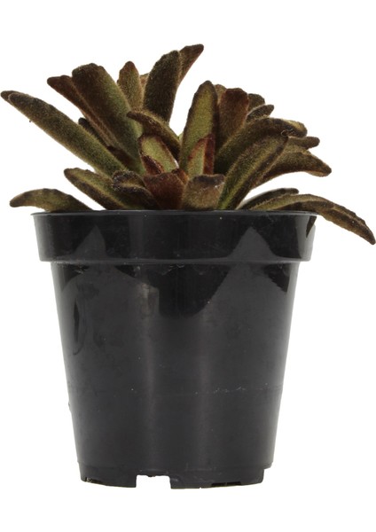 Kalanchoe Tomentosa Cinnamon Sukulent