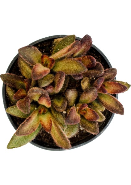 Kalanchoe Tomentosa Cinnamon Sukulent