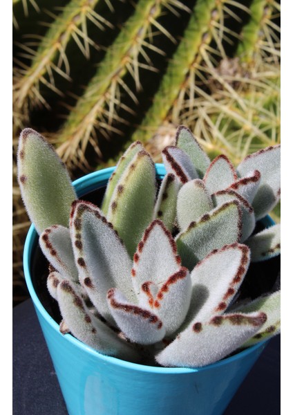 Kalanchoe Tomentosa Panda Plant Sukulent fırsatları