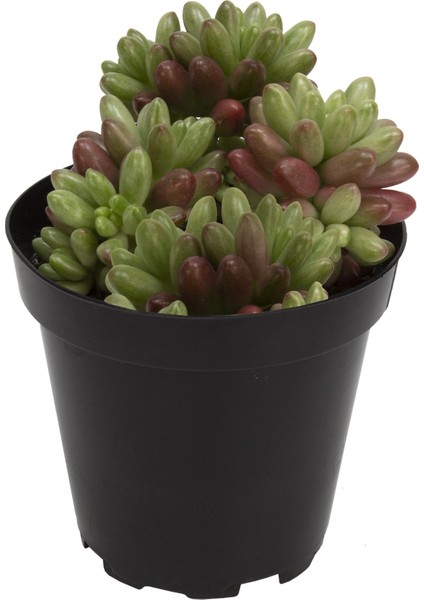 Sedum Rubrotinctum Aurora Sukulent