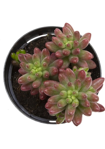 Sedum Rubrotinctum Aurora Sukulent