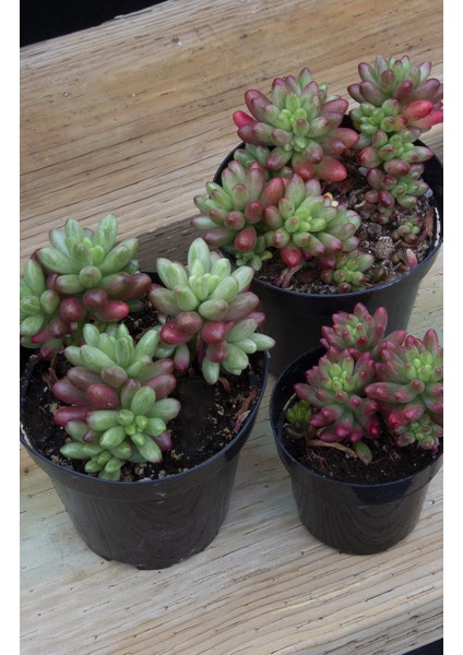 Sedum Rubrotinctum Aurora Sukulent