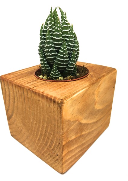 Ahşap Eskitme Saksılı Haworthia Nadir Tür