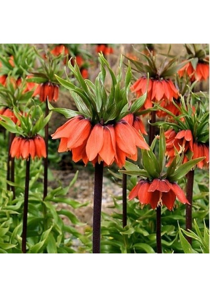 Kırmızı Ters Lale Soğanı -