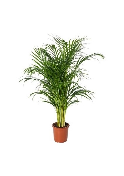 Areka Palmiyesi 110-120CM