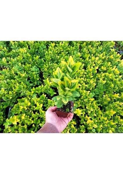 Gold Taflan 45 Adet - Sarı Çit Bitkisi