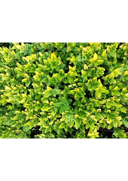 Gold Taflan 45 Adet - Sarı Çit Bitkisi