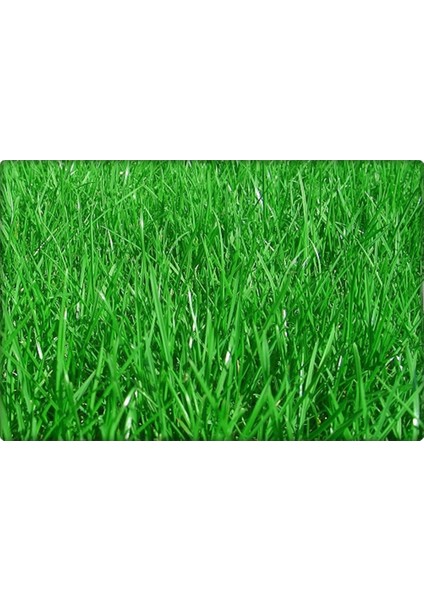 Tarım Evim Ingiliz Çimi (%100 Tek Çeşit) 1-2-3-5-10 kg ( Lolium Perenne )