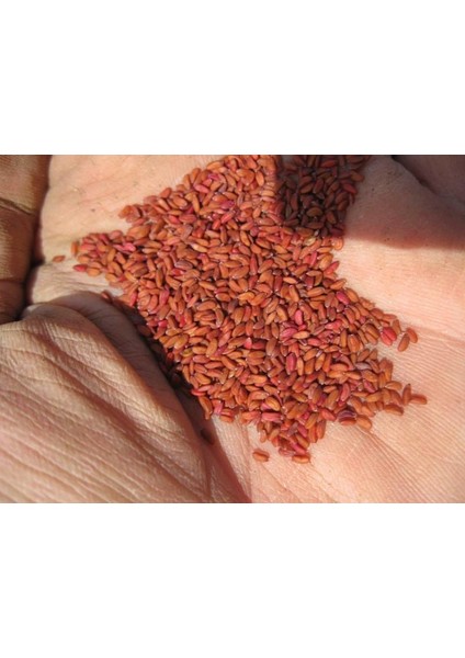 Benimaktar Tere Tohumu Baharlı 250 gr fiyatları