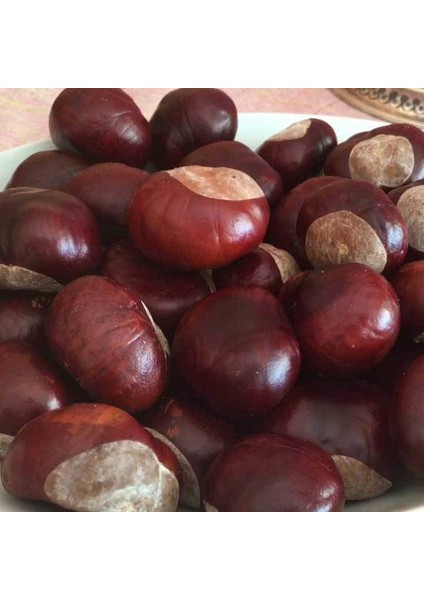 Benimaktar At Kestanesi 250 gr fiyatları