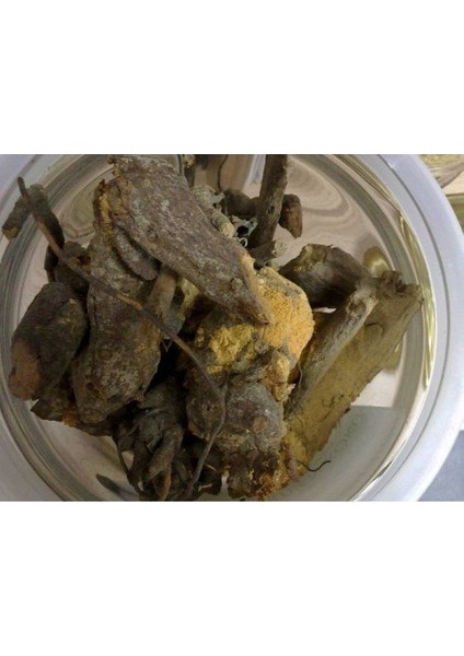 Benimaktar Böğürtlen Kökü 1 kg fiyatları