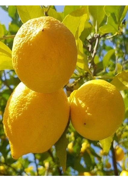 Tüplü Yediveren Limon Fidanı