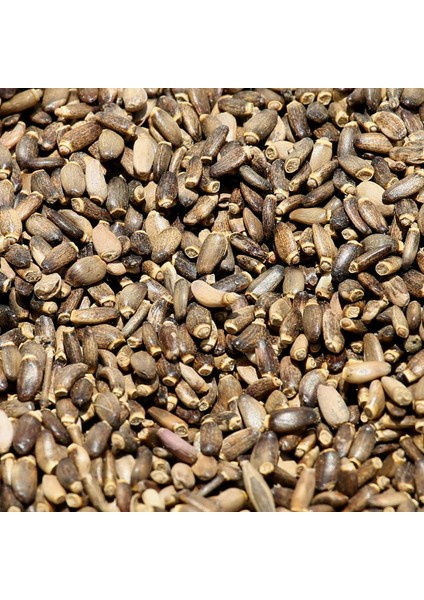 Benimaktar Devedikeni Tohumu 1 kg fiyatları