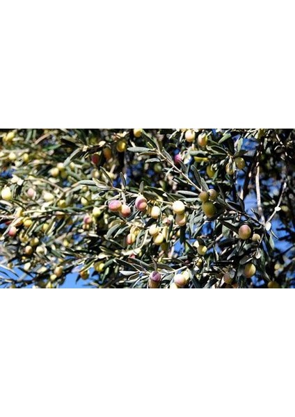 Zeytin Fidanı ( Ayvalık ) Tüplü 1,5 Yaşında 70 cm 12 Ay Dikim