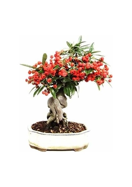 Murat Tohum Bodur Bonsai Kahve Ağacı Tohumu 5 Adet Tohum + Saksı + Toprak