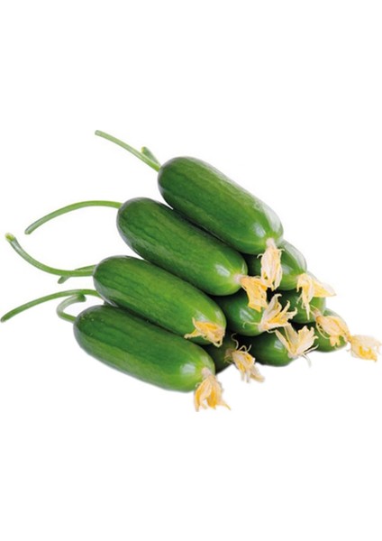 Murat Tohum Eko Paket Yerli Erkenci Badem Salatalık Tohumu 130 Adet Tohum