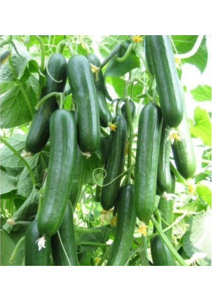 Murat Tohum Eko Paket Yerli Erkenci Badem Salatalık Tohumu 130 Adet Tohum fiyatları