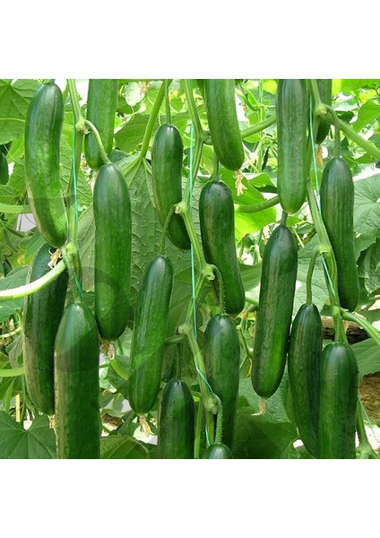 Murat Tohum Eko Paket Yerli Erkenci Badem Salatalık Tohumu 130 Adet Tohum modelleri