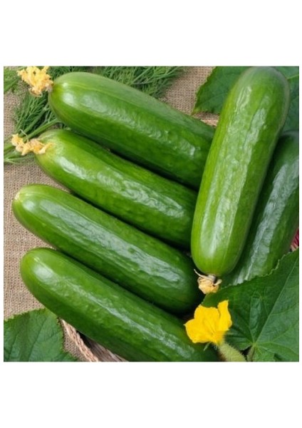 Murat Tohum Eko Paket Yerli Erkenci Badem Salatalık Tohumu 130 Adet Tohum fırsatları