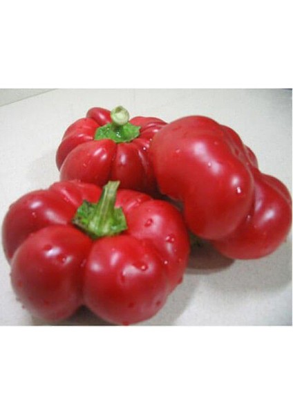 Murat Tohum Domates Biber Tohumu Kamber Biberi Tohumu Ekim Seti 15 Adet Tohum+Saksı+Toprak