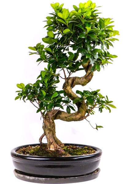 Murat Tohum Bodur Bonsai Defne Ağacı Tohumu Ekim Seti 3 Adet Tohum + Toprak + Saksı