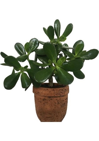 Dekoratif Saksıda Büyük Boy Crassula Ovata Para Ağacı