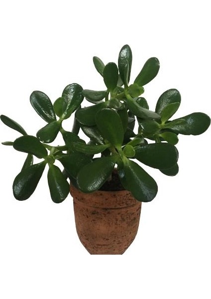 Dekoratif Saksıda Büyük Boy Crassula Ovata Para Ağacı