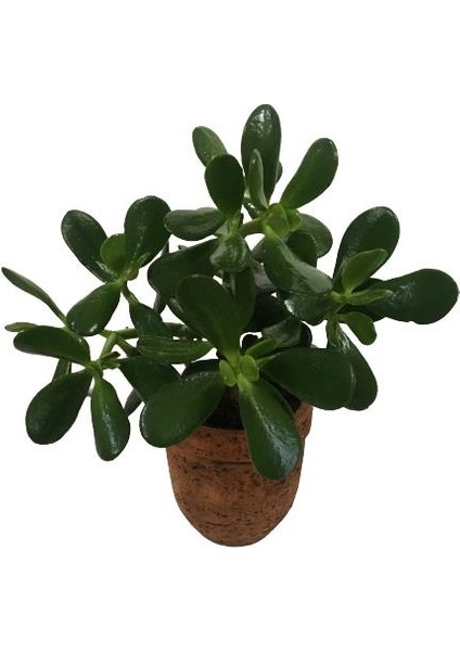 Dekoratif Saksıda Büyük Boy Crassula Ovata Para Ağacı